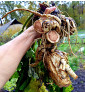 Lopuch kořenový | Arctium lappa | PERMASEMÍNKA.CZ