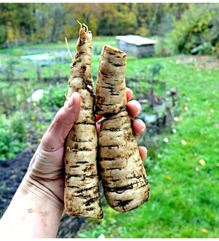Lopuch kořenový | Arctium lappa | PERMASEMÍNKA.CZ