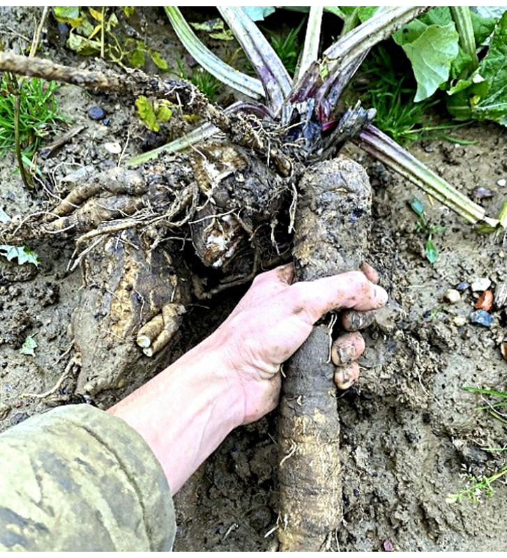 Lopuch kořenový | Arctium lappa | PERMASEMÍNKA.CZ