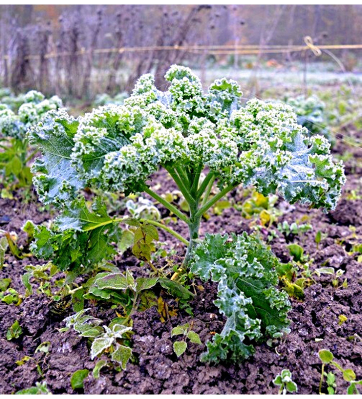 Westlandse Herfst - kadeřávek | brassica oleracea | PERMASEMÍNKA.CZ