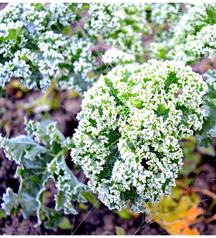 Westlandse Herfst - kadeřávek | brassica oleracea | PERMASEMÍNKA.CZ