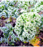 Westlandse Herfst - kadeřávek | brassica oleracea | PERMASEMÍNKA.CZ