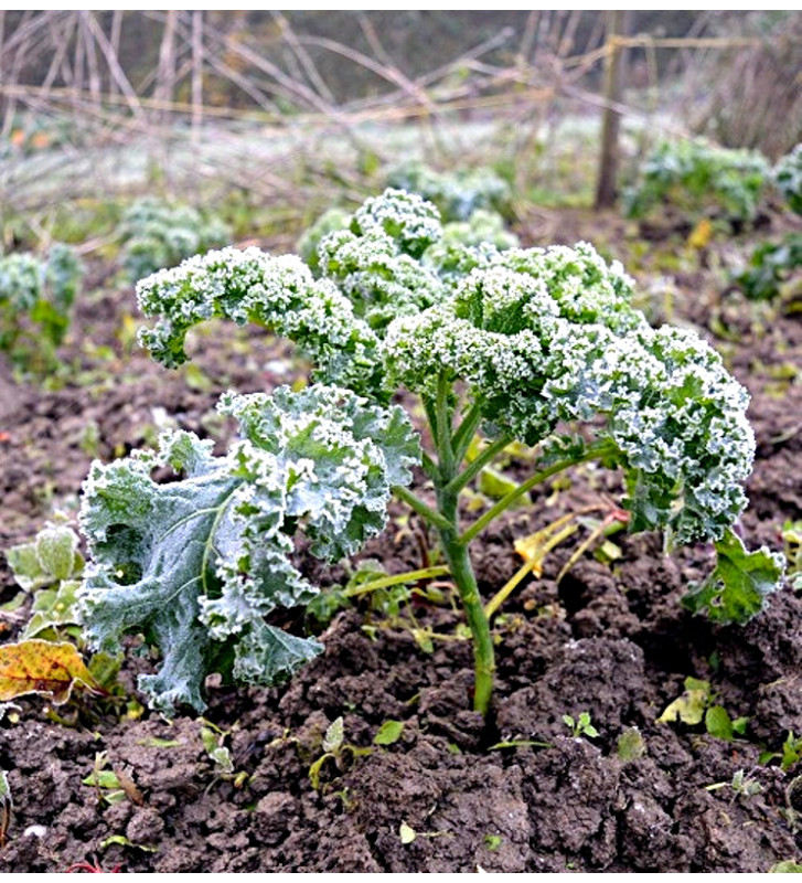 Westlandse Herfst - kadeřávek | brassica oleracea | PERMASEMÍNKA.CZ