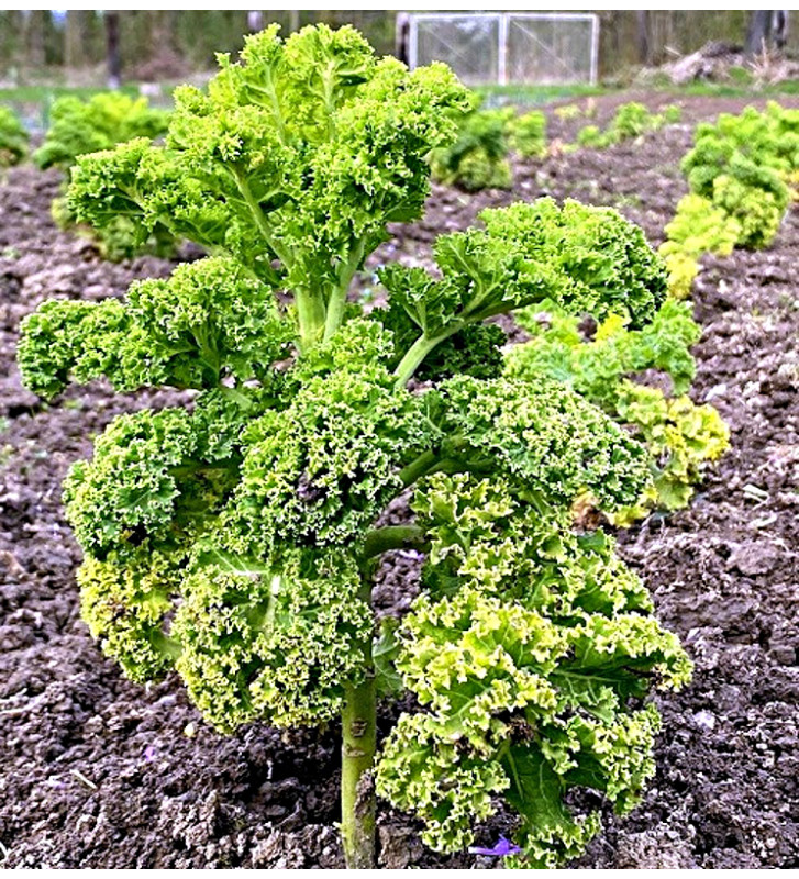 Westlandse Herfst - kadeřávek | brassica oleracea | PERMASEMÍNKA.CZ
