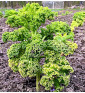 Westlandse Herfst - kadeřávek | brassica oleracea | PERMASEMÍNKA.CZ