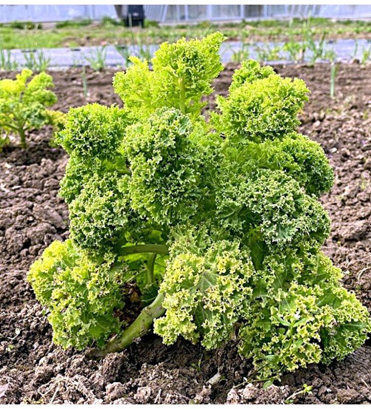 Westlandse Herfst - kadeřávek | brassica oleracea | PERMASEMÍNKA.CZ
