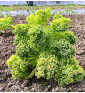 Westlandse Herfst - kadeřávek | brassica oleracea | PERMASEMÍNKA.CZ