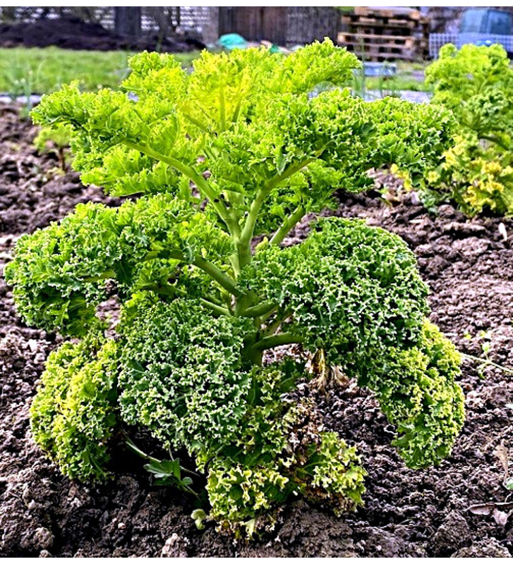 Westlandse Herfst - kadeřávek | brassica oleracea | PERMASEMÍNKA.CZ