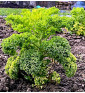 Westlandse Herfst - kadeřávek | brassica oleracea | PERMASEMÍNKA.CZ