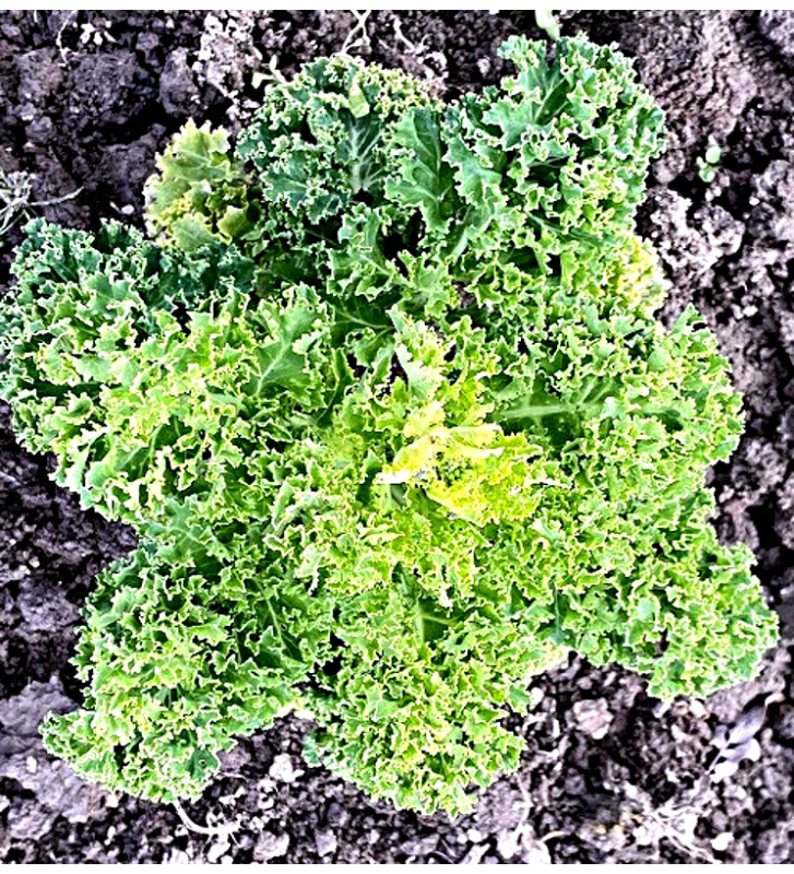 Westlandse Herfst - kadeřávek | brassica oleracea | PERMASEMÍNKA.CZ