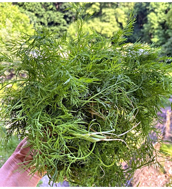 Tetra - kopr vonný | Anethum graveolens | PERMASEMÍNKA.CZ