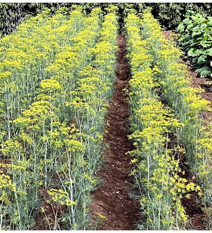 Tetra - kopr vonný | Anethum graveolens | PERMASEMÍNKA.CZ