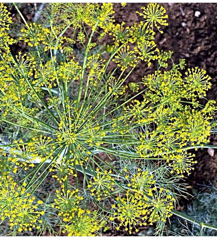 Tetra - kopr vonný | Anethum graveolens | PERMASEMÍNKA.CZ