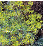 Tetra - kopr vonný | Anethum graveolens | PERMASEMÍNKA.CZ