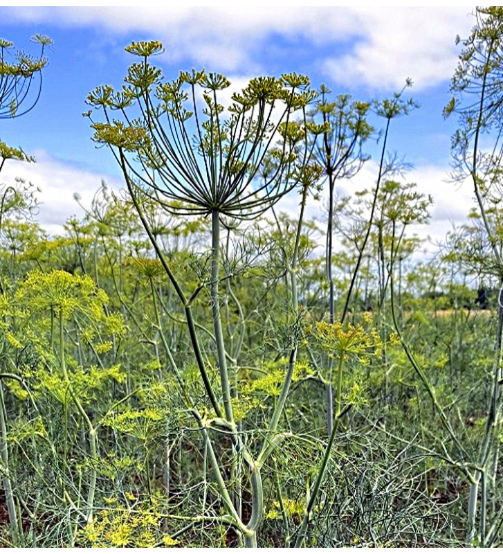 Tetra - kopr vonný | Anethum graveolens | PERMASEMÍNKA.CZ