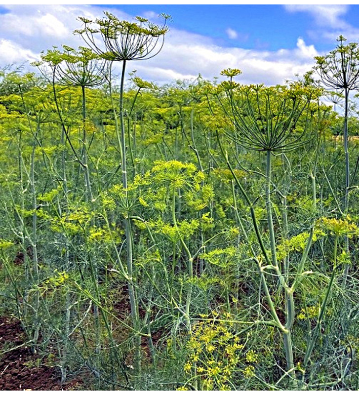 Tetra - kopr vonný | Anethum graveolens | PERMASEMÍNKA.CZ