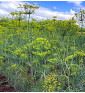 Tetra - kopr vonný | Anethum graveolens | PERMASEMÍNKA.CZ