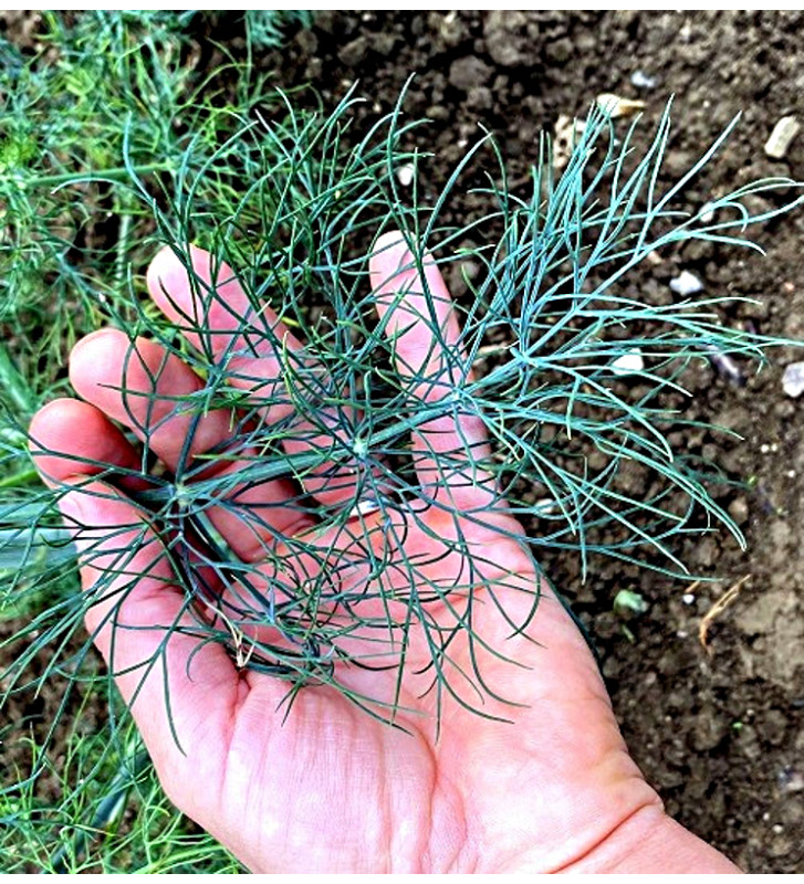 Tetra - kopr vonný | Anethum graveolens | PERMASEMÍNKA.CZ