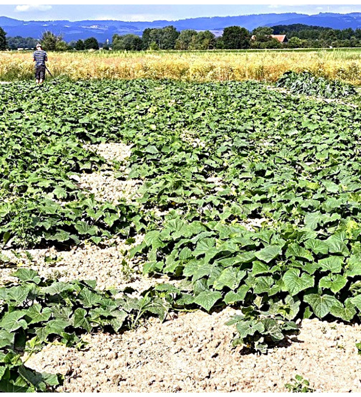 Marketmore | okurka salátovka | PERMASEMINKA.CZ