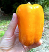 Měňavka | paprika | PERMASEMÍNKA.CZ