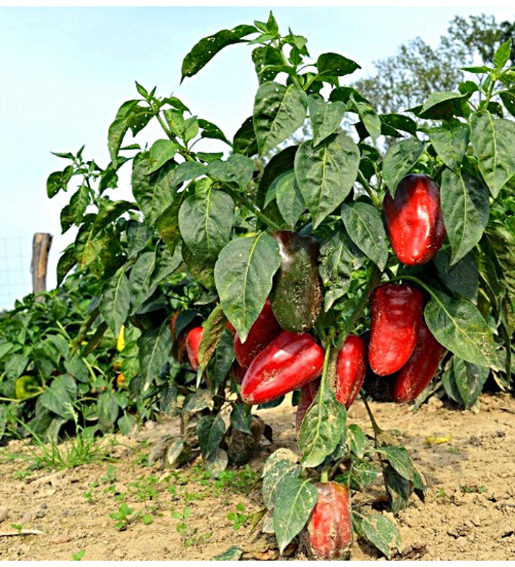 Lipstick - sladká paprika, ultra raná odrůda | PERMASEMÍNKA.CZ
