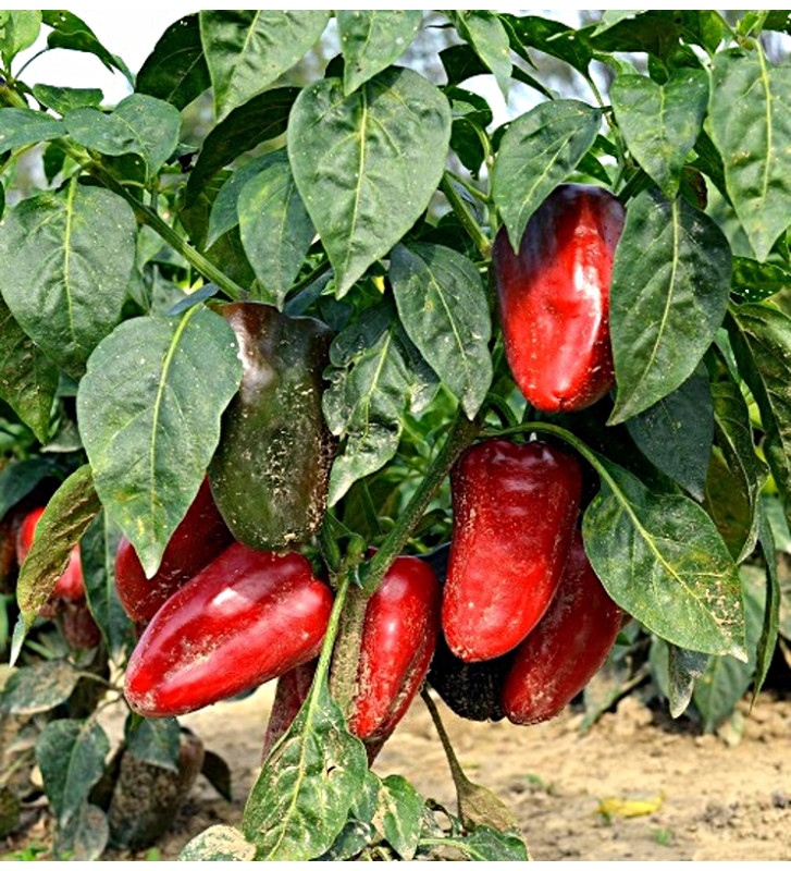 Lipstick - sladká paprika, ultra raná odrůda | PERMASEMÍNKA.CZ