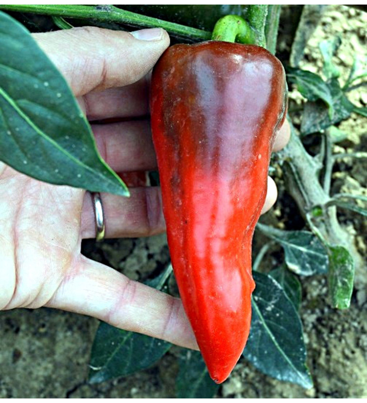 Lipstick - sladká paprika, ultra raná odrůda | PERMASEMÍNKA.CZ