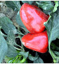 Lipstick - sladká paprika, ultra raná odrůda | PERMASEMÍNKA.CZ