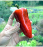 Lipstick - sladká paprika, ultra raná odrůda | PERMASEMÍNKA.CZ