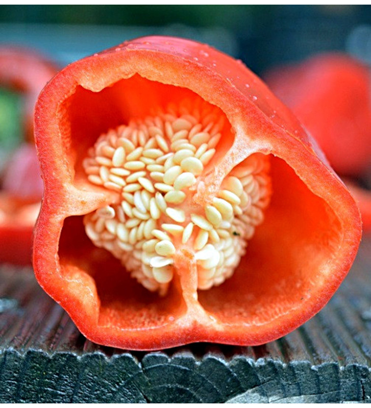 Lipstick - sladká paprika, ultra raná odrůda | PERMASEMÍNKA.CZ