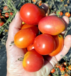 Valouny | rajče keříčkové - vyšlechtěné u nás na farmě | PERMASEMÍNKA.CZ