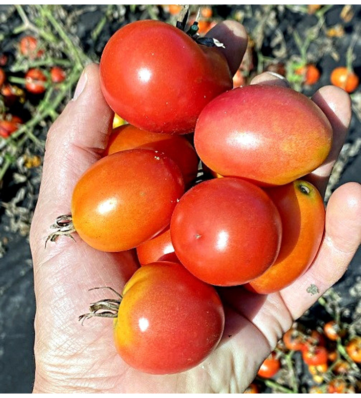 Valouny | rajče keříčkové - vyšlechtěné u nás na farmě | PERMASEMÍNKA.CZ