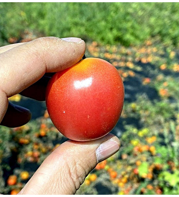 Valouny | rajče keříčkové - vyšlechtěné u nás na farmě | PERMASEMÍNKA.CZ