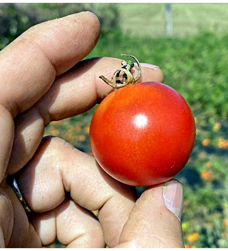 Valouny | rajče keříčkové - vyšlechtěné u nás na farmě | PERMASEMÍNKA.CZ