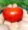 Valouny | rajče keříčkové - vyšlechtěné u nás na farmě | PERMASEMÍNKA.CZ