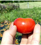 Valouny | rajče keříčkové - vyšlechtěné u nás na farmě | PERMASEMÍNKA.CZ
