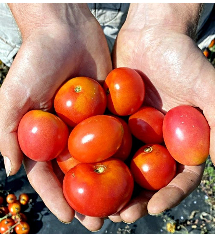 Valouny | rajče keříčkové - vyšlechtěné u nás na farmě | PERMASEMÍNKA.CZ