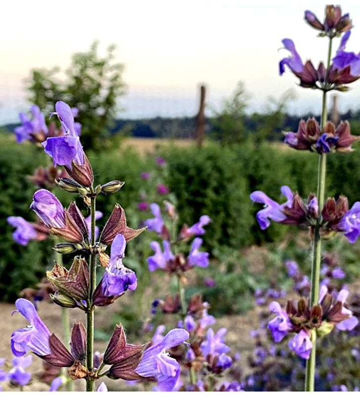 Šalvěj lékařská | PERMASEMÍNKA