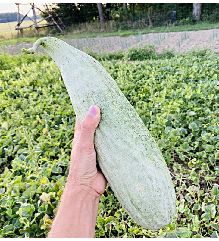 Banana| meloun cukrový | PERMASEMÍNKA.CZ