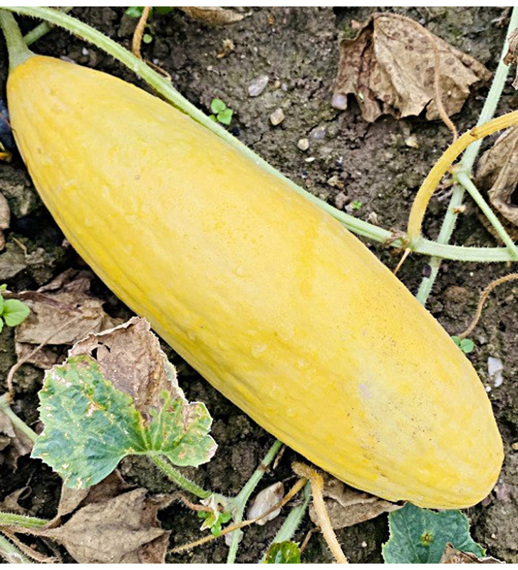 Banana| meloun cukrový | PERMASEMÍNKA.CZ