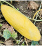Banana| meloun cukrový | PERMASEMÍNKA.CZ