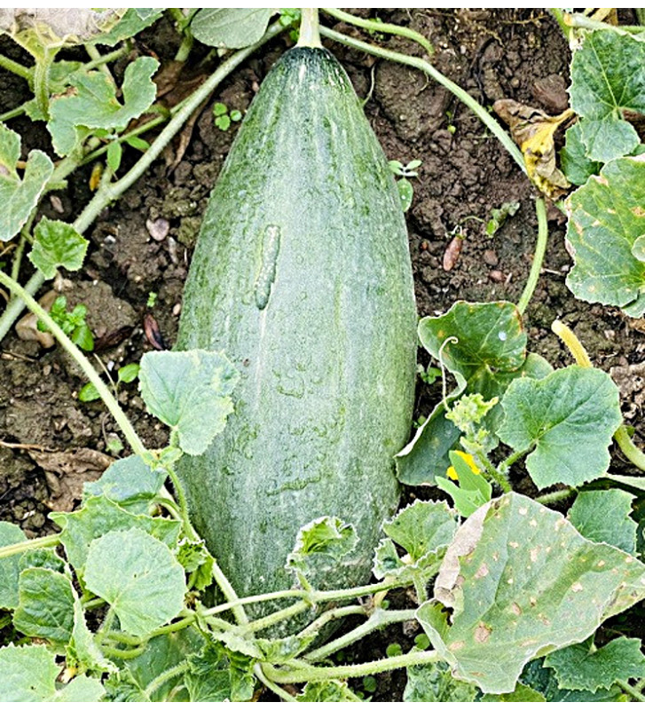 Banana| meloun cukrový | PERMASEMÍNKA.CZ | Tento plod ještě není plně vyzrálý.