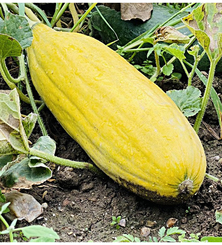 Banana| meloun cukrový | PERMASEMÍNKA.CZ