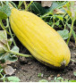 Banana| meloun cukrový | PERMASEMÍNKA.CZ