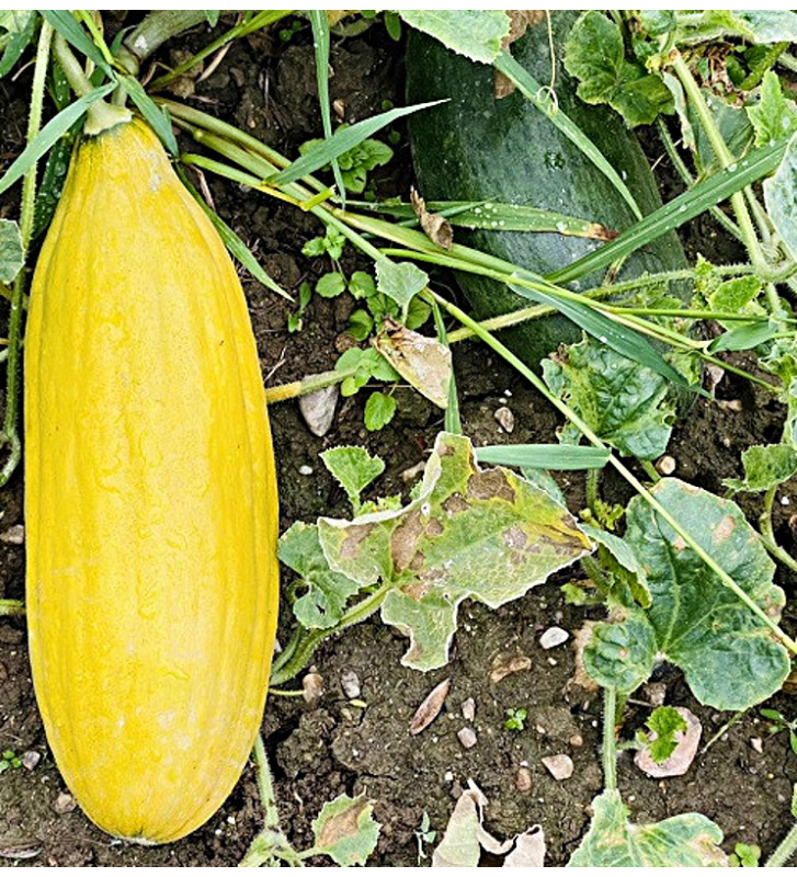 Banana| meloun cukrový | PERMASEMÍNKA.CZ