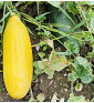 Banana| meloun cukrový | PERMASEMÍNKA.CZ
