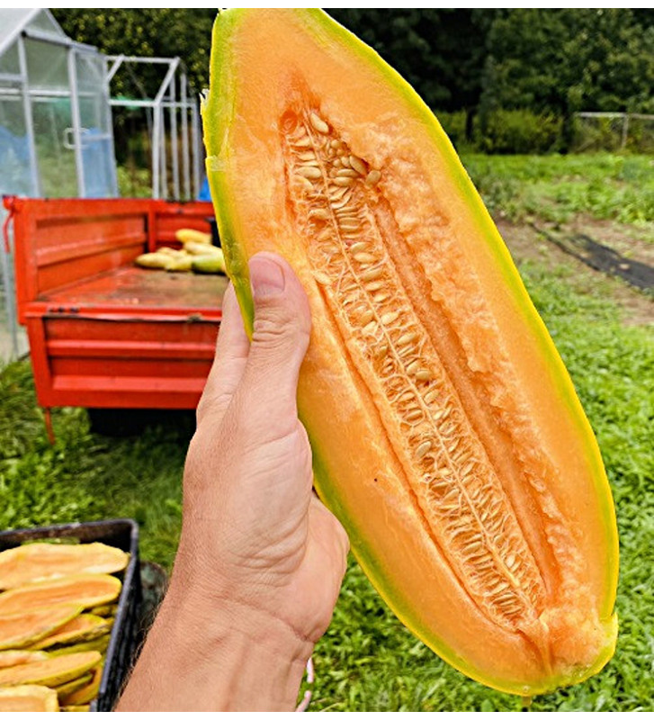 Banana| meloun cukrový | PERMASEMÍNKA.CZ