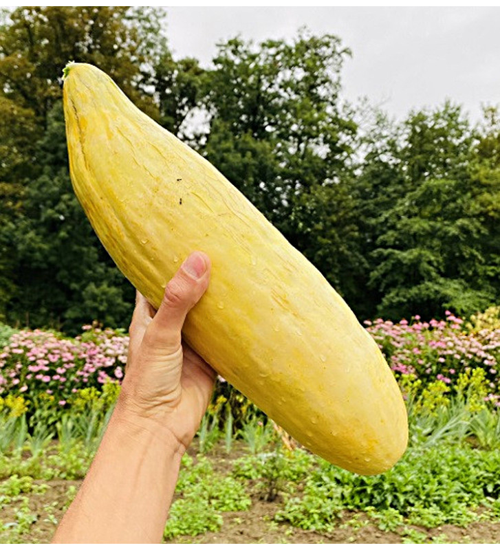 Banana| meloun cukrový | PERMASEMÍNKA.CZ