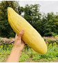 Banana| meloun cukrový | PERMASEMÍNKA.CZ