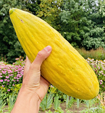 Banana | meloun cukrový | semena
